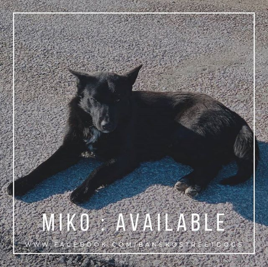 Miko Bansko Street Dog