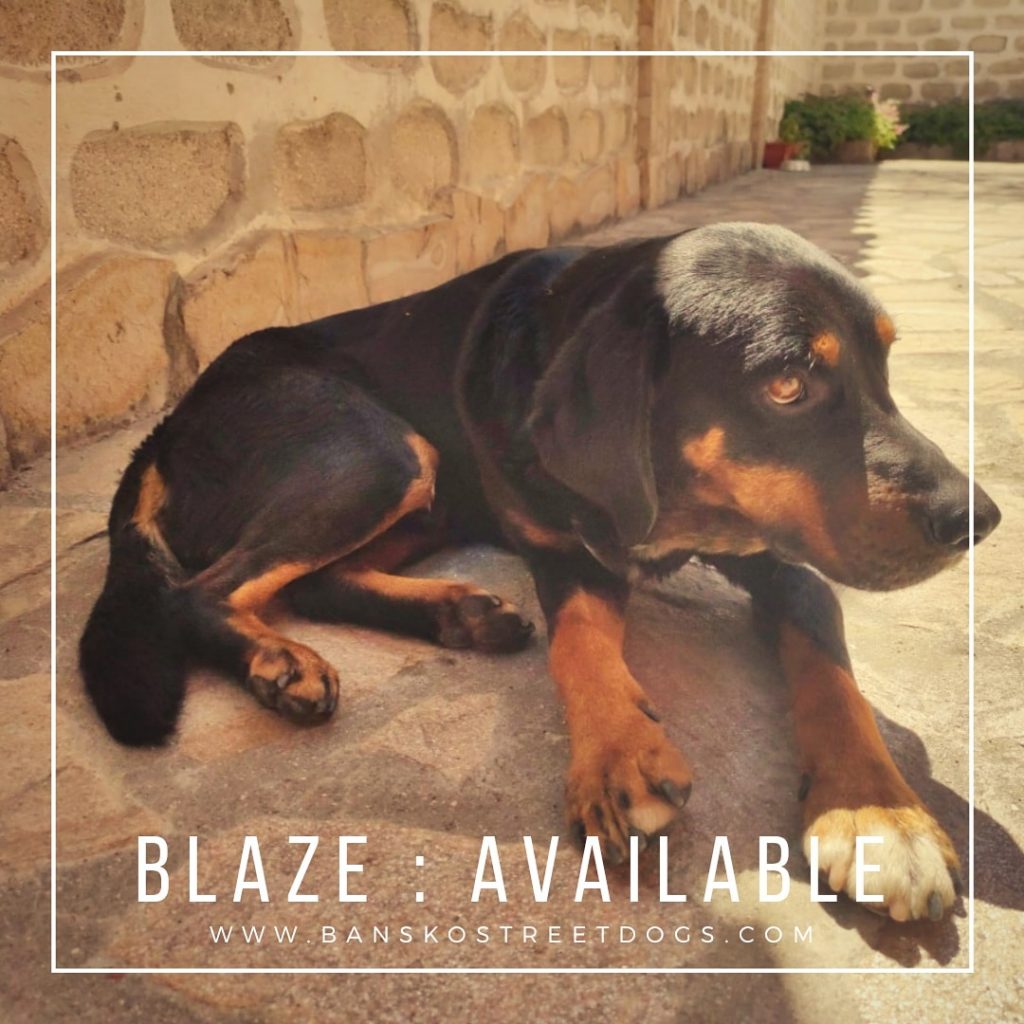 Blaze Bansko Street Dog