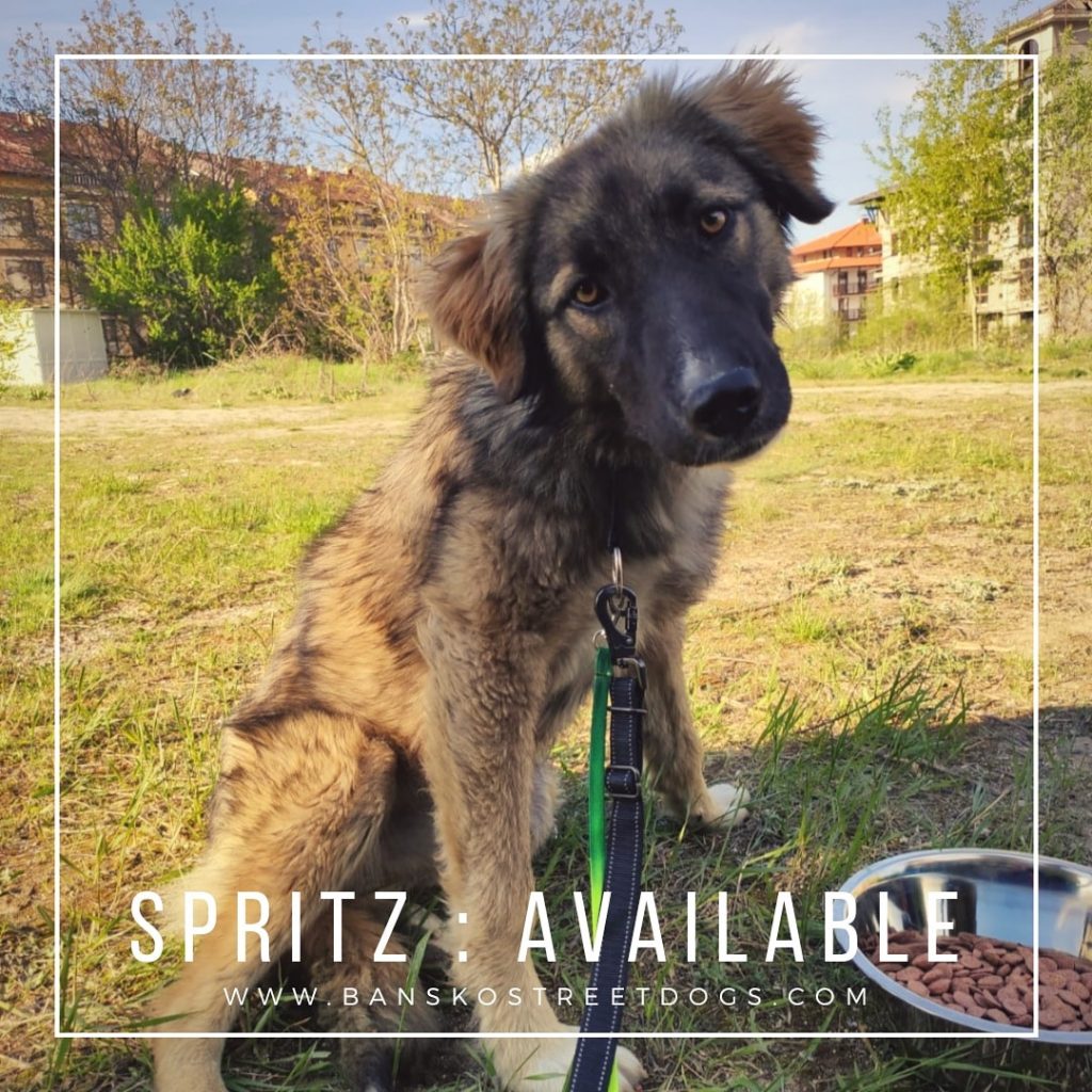 Spritz Bansko Street Dog