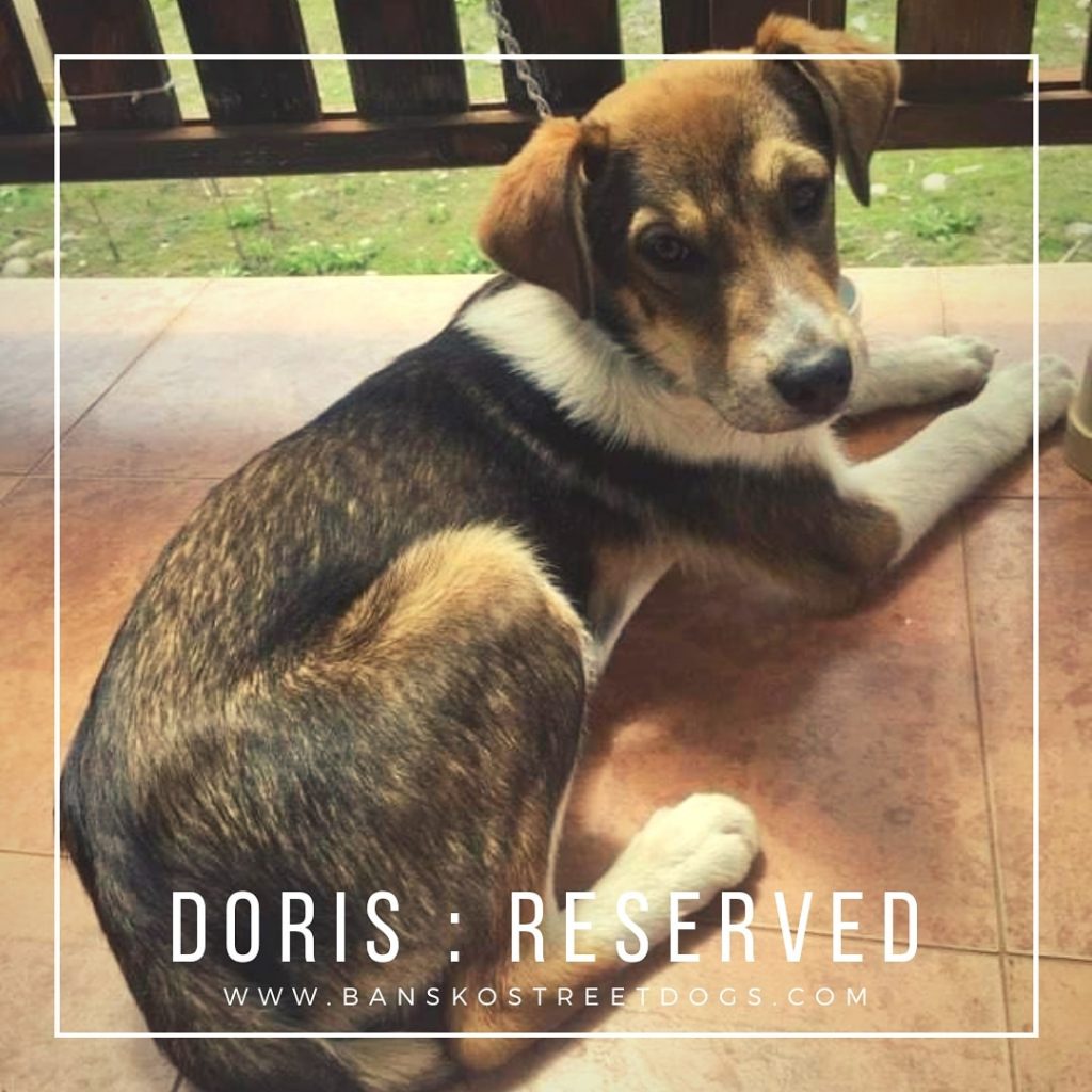 Doris Bansko Street Dog