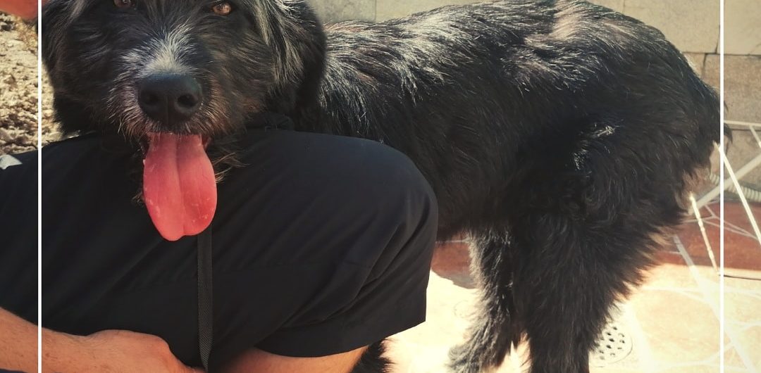 Maura Bansko Street Dogs