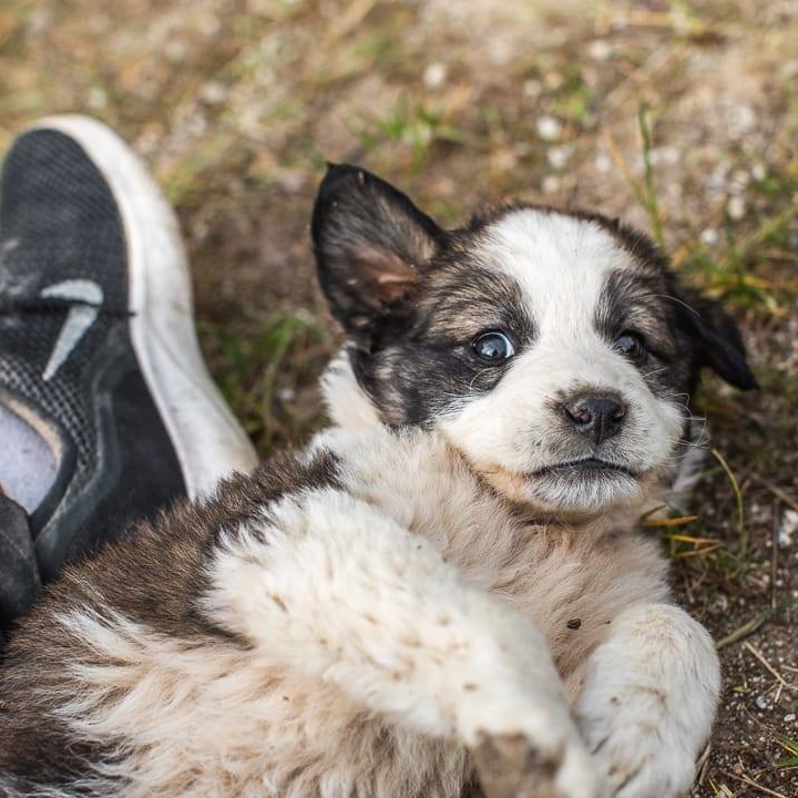 bansko street dog puppy sitting