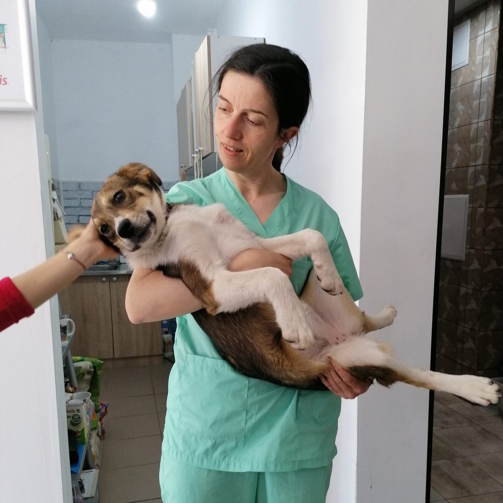 Bansko Street Dog Rescue Home