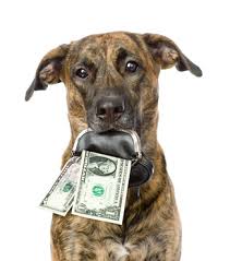 dog money