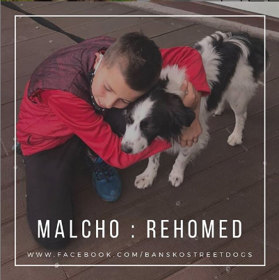 Malcho Bansko Street Dogs