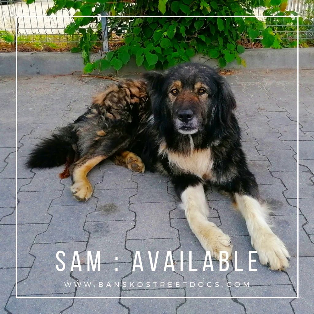 Sam Bansko Street Dogs