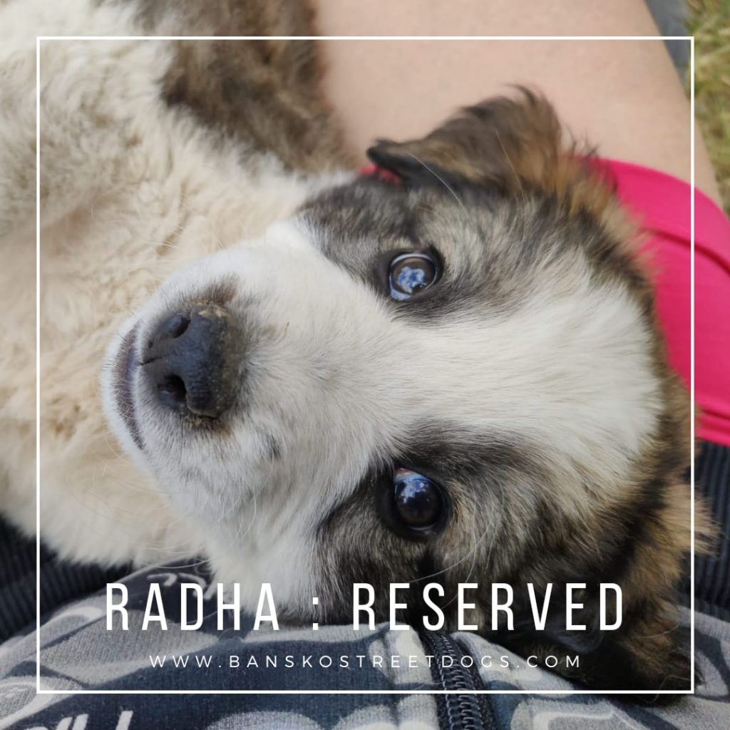 Radha - Bansko Street Dogs