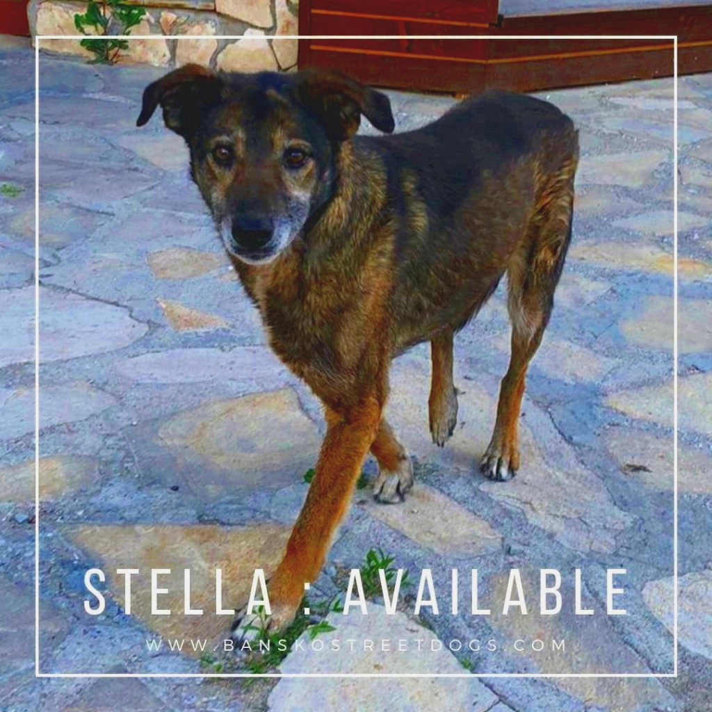 Stella - Bansko Street Dogs