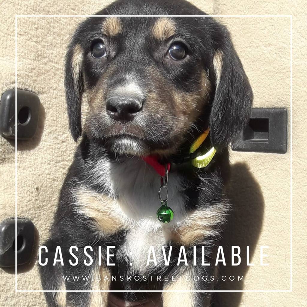 Cassie - Bansko Street Dogs